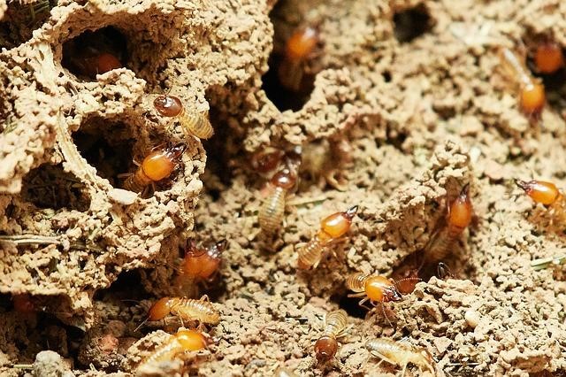 termites infesting wooden furniture